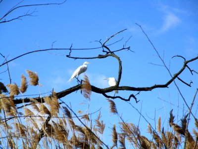 IMG 3665c Great Egret Gar Creek Trail Kankakee IL 4-4-2018