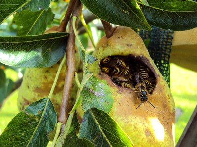 Wasps peer fruit tree