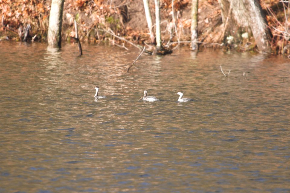 IMG 8185c Horned Grebes Willow Slough FWA IN 3-6-2018