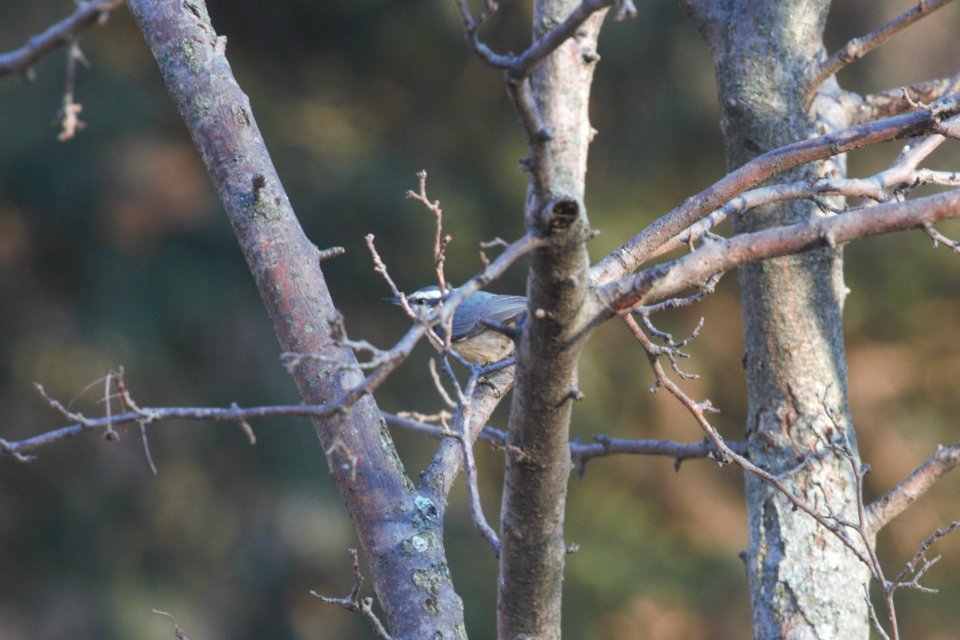 IMG 3510c Red-breasted Nuthatch Small Park Kankakee IL 12-12-2018