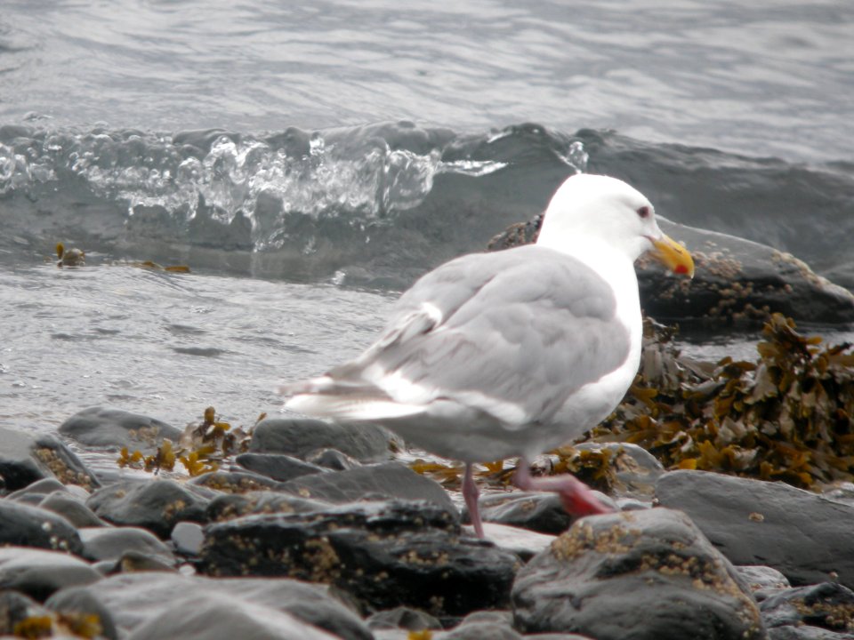 DSCN0561c Glaucous-winged Gull Seward AK 8-18-2018