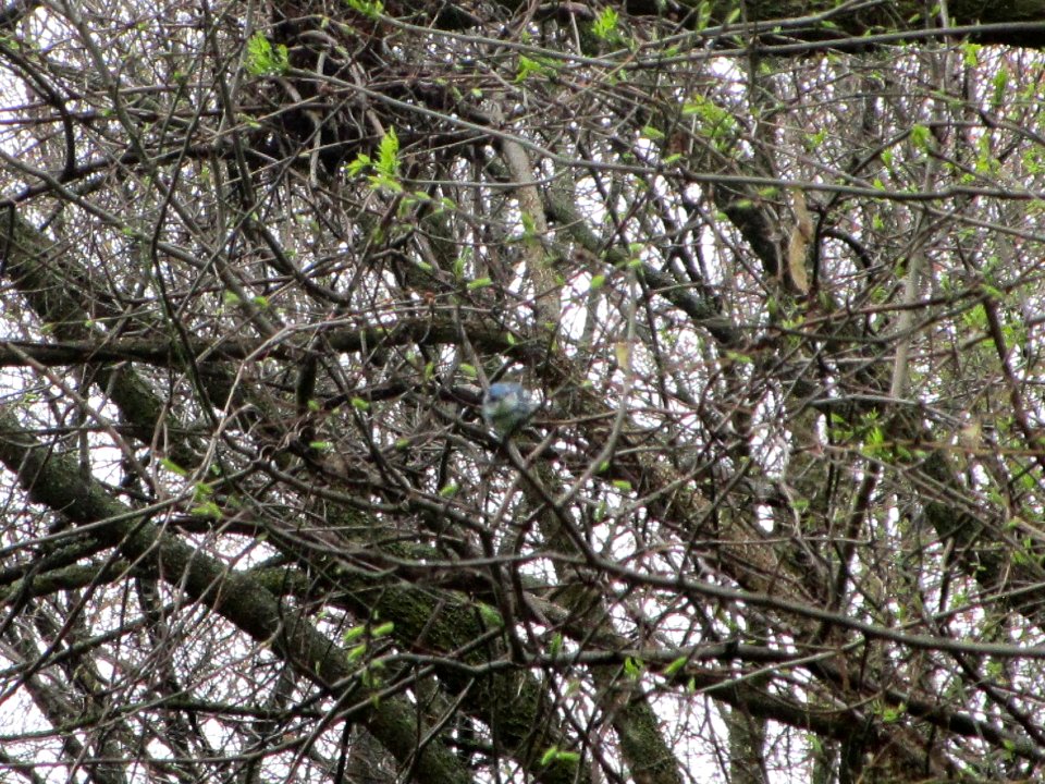 IMG 0050c Cerulean Warbler Cavalier De LaSalle Park Bourbonnais, IL 5-3-2018