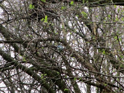 IMG 0050c Cerulean Warbler Cavalier De LaSalle Park Bourbonnais, IL 5-3-2018