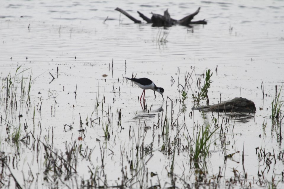 IMG 9822c Black-necked Stilt LaSalle FWA IN 5-13-2018
