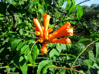 IMG 0174 Trumpet-Creeper LaSalle FWA IN 7-11-2018