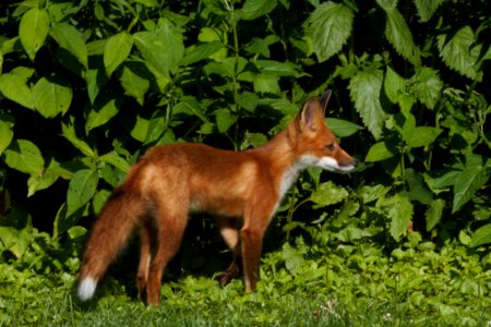 IMG 0681c Red Fox Hse Kankakee IL 6-27-2018 photo