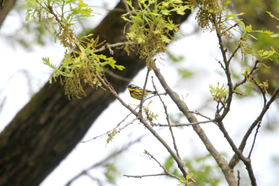 IMG 9769c Magnolia Warbler Hse Kankakee IL 5-11-2018