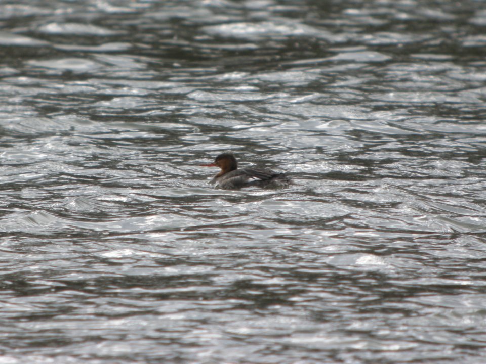 DSCN9445c RB Merganser LeVasseur Park Kankakee IL 2-16-2018