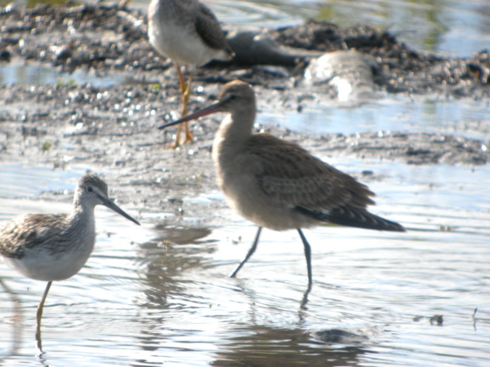 DSCN0624c Hudsonian Godwit Potter Marsh Boardwalk Anchorage AK 8-22-2018
