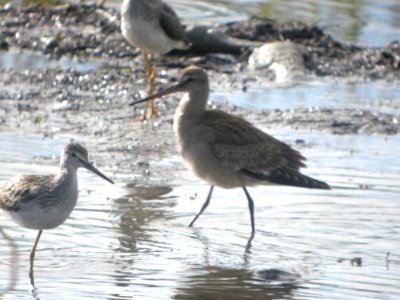 DSCN0624c Hudsonian Godwit Potter Marsh Boardwalk Anchorage AK 8-22-2018