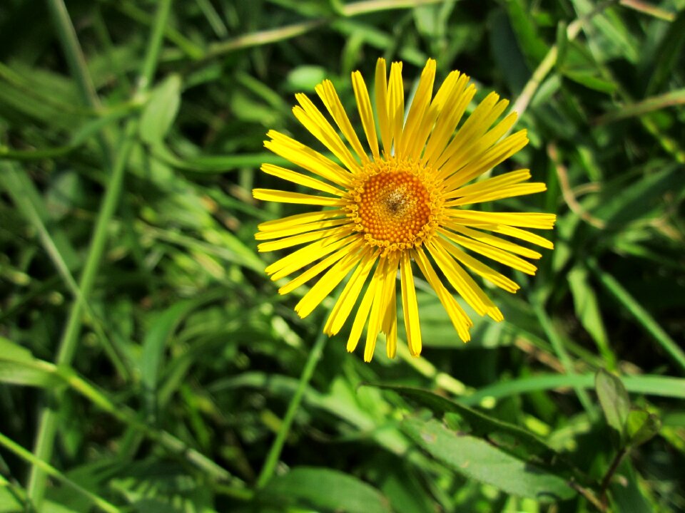 Wildflower flora botany