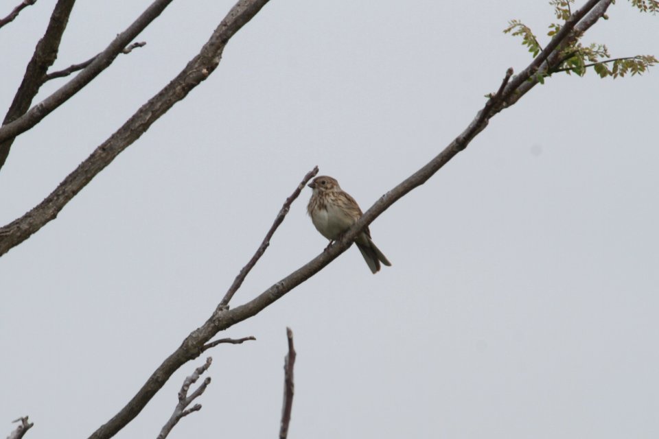 IMG 9941c Vesper Sparrow Willowhaven Area Kankakee Co IL 5-19-2018