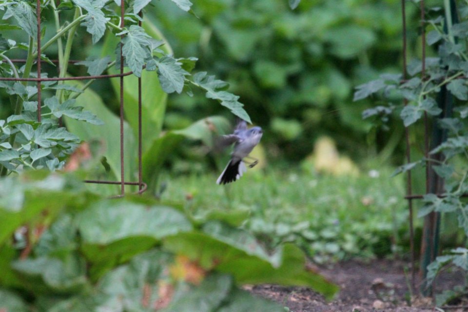 IMG 0322c Blue-gray Gnatcatcher Hse Kankakee IL 6-8-2018