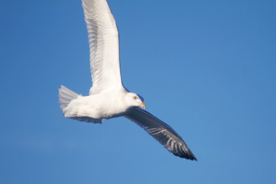 IMG 6889c Herring Gull Dam Kankakee IL 12-30-2017