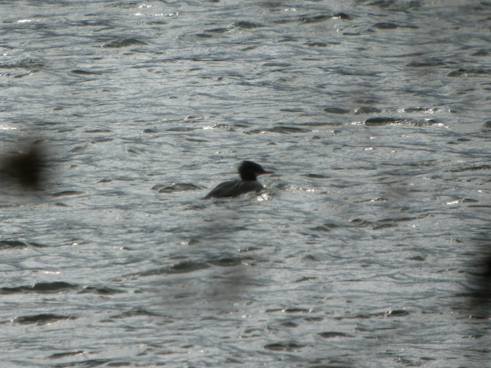 DSCN9444c RB Merganser LeVasseur Park Kankakee IL 2-16-2018