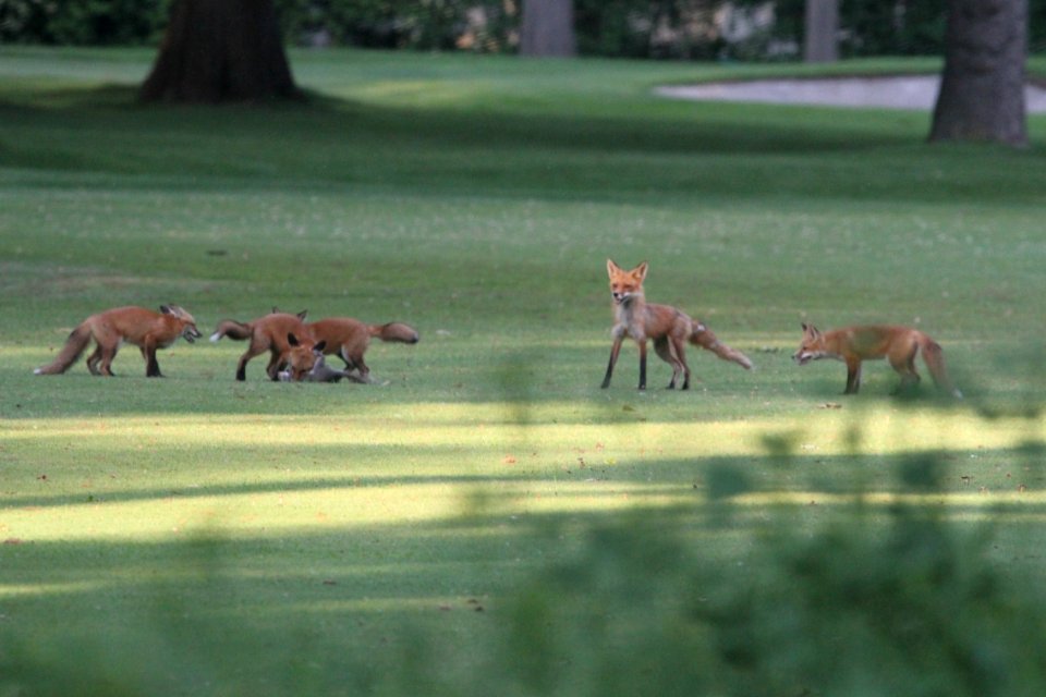 IMG 0189c Red Fox Hse Kankakee IL 5-28-2018