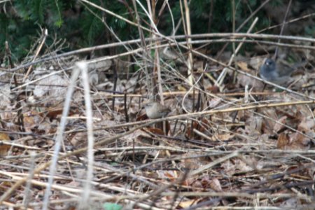 IMG 8514c Winter Wren Hse Kankakee IL 3-31-2018 photo