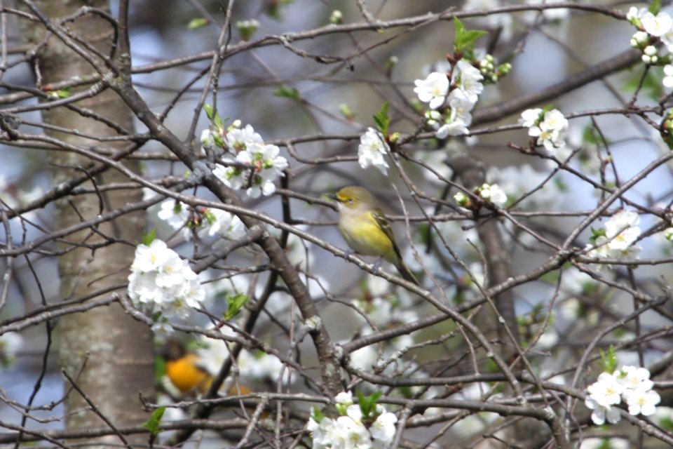 IMG 9473c White-eyed Vireo Hse Kankakee IL 5-4-2018