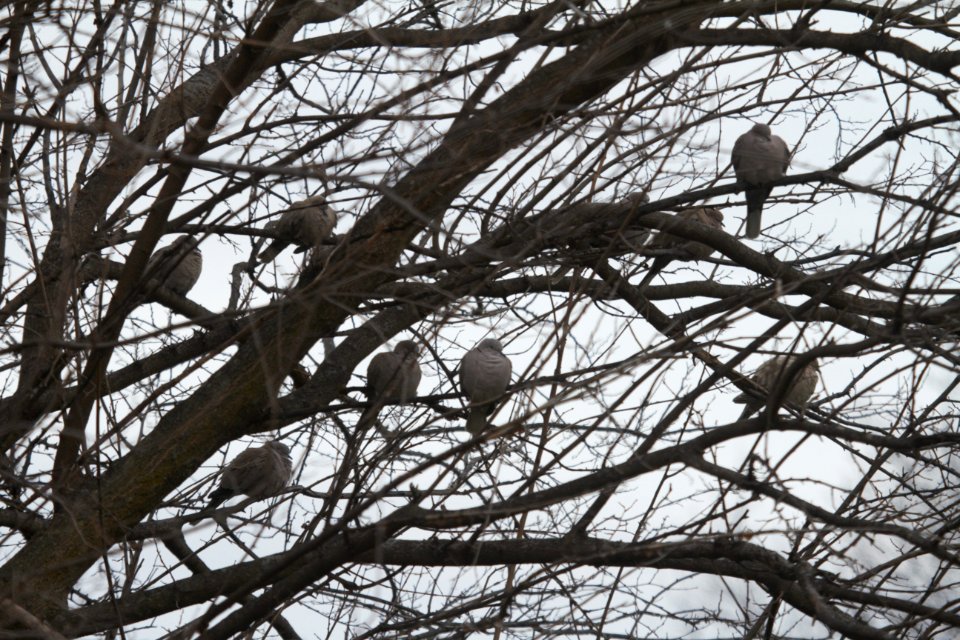 IMG 6646c Eurasian Collared-Dove Braidwood Lake IL 12-21-2017