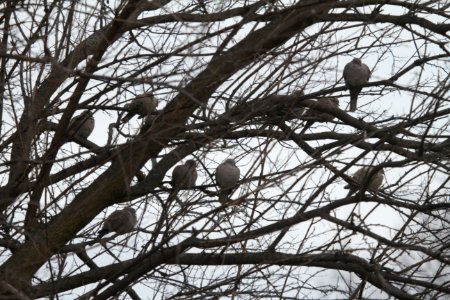 IMG 6646c Eurasian Collared-Dove Braidwood Lake IL 12-21-2017