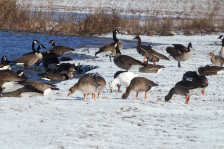 IMG 8364c GWF Goose + Snow Goose Willowhaven Area Kankakee Co IL 3-14-2018