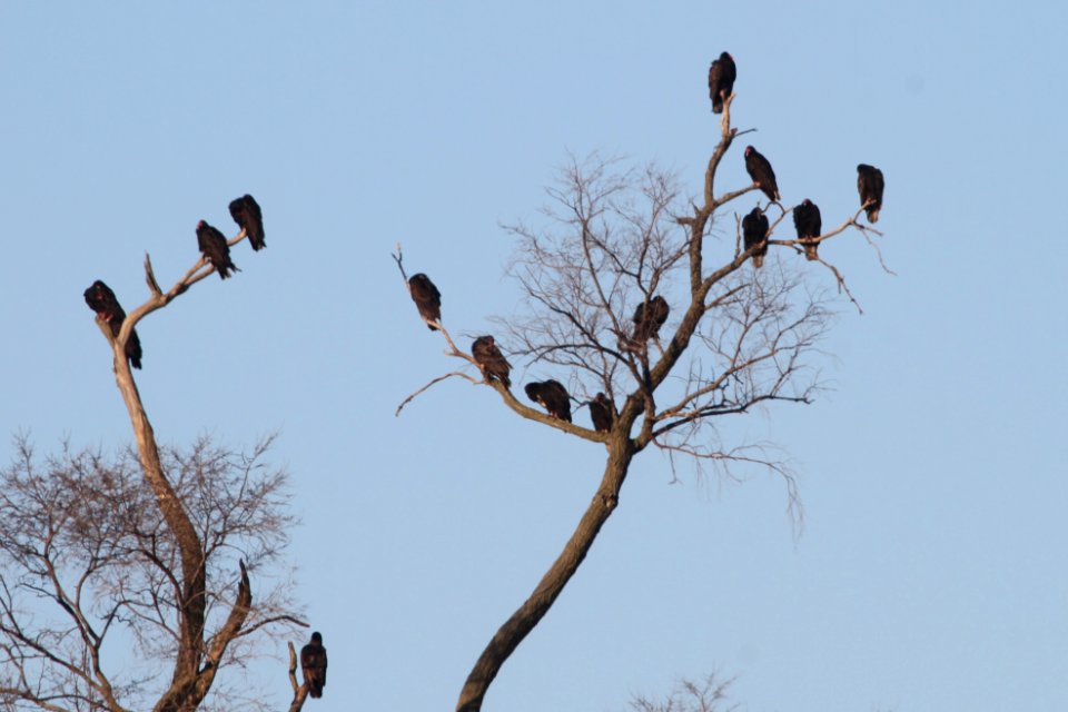 IMG 8407c Turkey Vulture Kankakee Dam Area Kankakee IL 3-23-2018