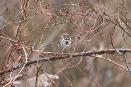IMG 6530c Song Sparrow Willow Slough FWA IN 12-17-2017