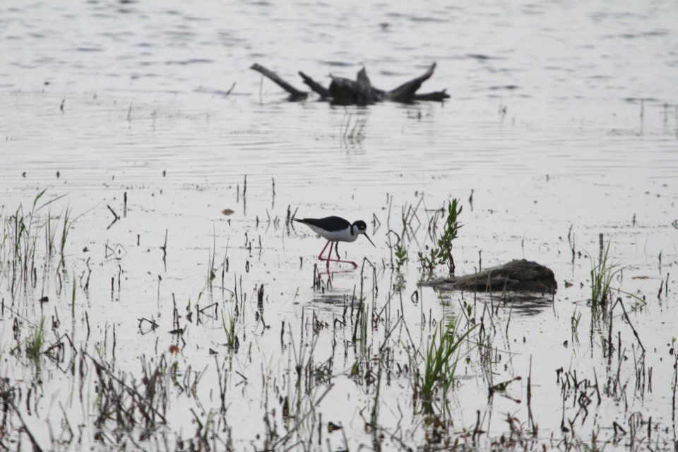 IMG 9824c Black-necked Stilt LaSalle FWA IN 5-13-2018