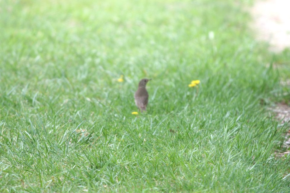 IMG 9847c Gray-cheeked Thrush LaSalle FWA IN 5-13-2018