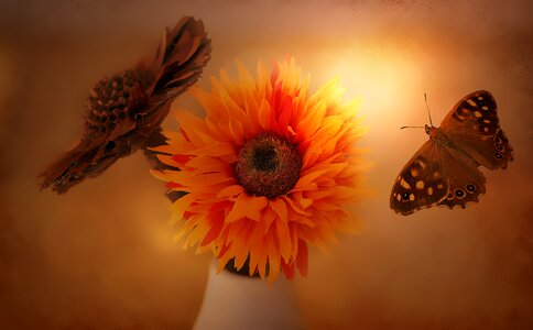 Decoration decorative butterfly photo