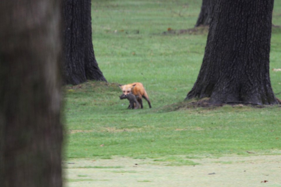 IMG 8886c Red Fox Hse Kankakee IL 4-15-2018