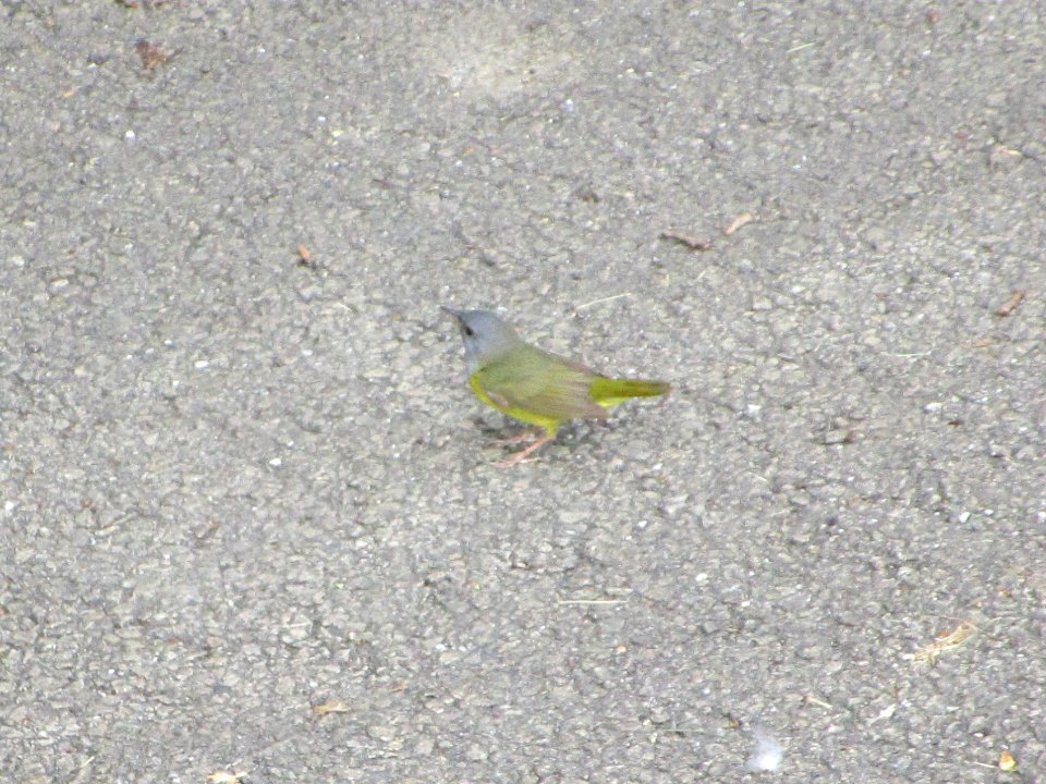 IMG 0111c Mourning Warbler LeVasseur Park Kankakee-IL 6-2-2018