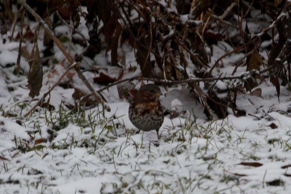 IMG 3340c Fox Sparrow Hse Kankakee IL 11-26-2018