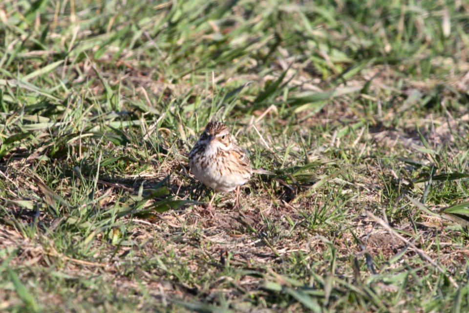 IMG 9243c Vesper Sparrow TNC Kankakee Sands IN 4-27-2018