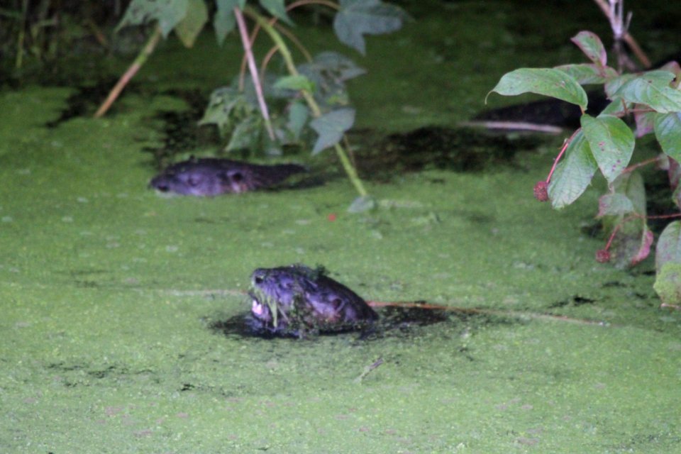 IMG 1462c NA River Otter LaSalle FWA IN 8-30-2018