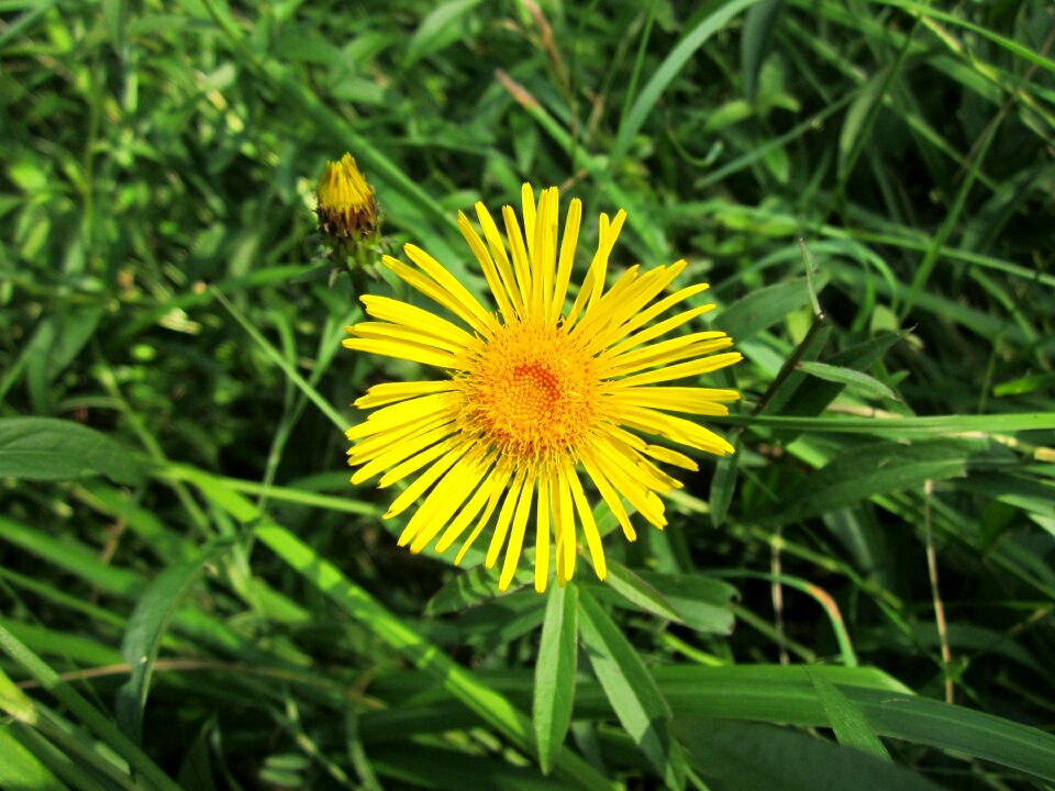 Wildflower flora botany