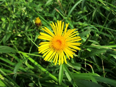 Wildflower flora botany