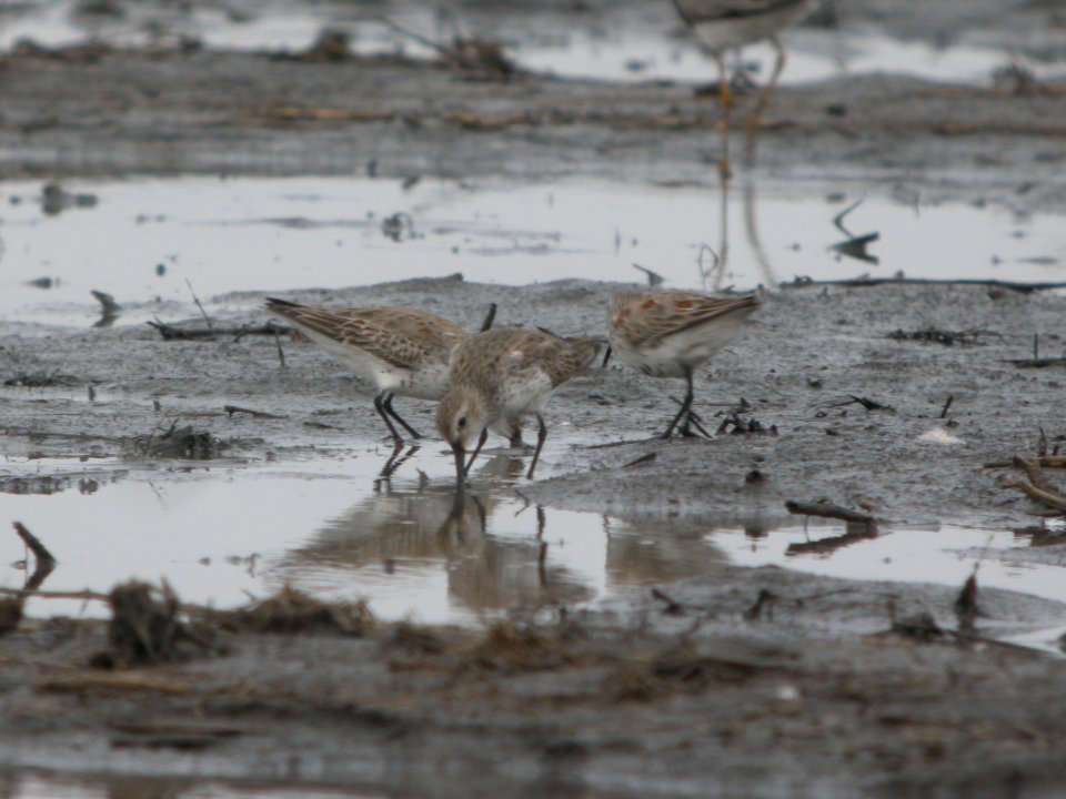 DSCN9652c Dunlin Willowhaven Area Kankakee Co IL 4-12-2018