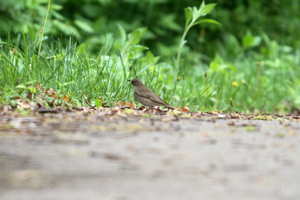 IMG 9862c Gray-cheeked Thrush LeVasseur Park Kankakee IL 5-14-2018