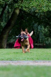 Dog show trick dog tricks belgian shepherd dog photo