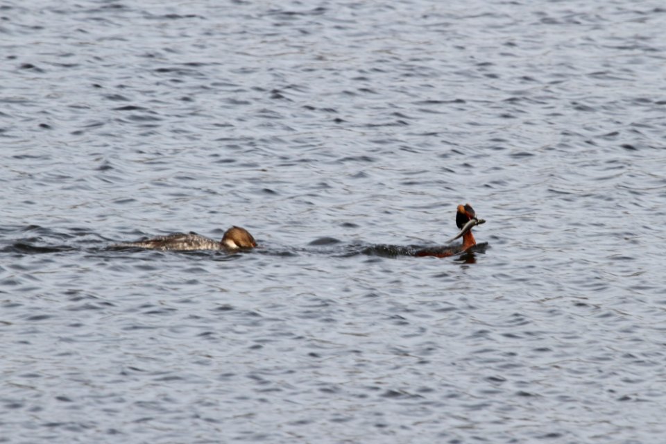 IMG 9152c RB Merganser Horned Grebe Willow Slough FWA IN 4-23-2018