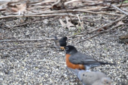 IMG 8564c Dark-eyed Junco (Oregon?) Hse Kankakee IL 4-4-2018