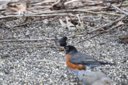 IMG 8564c Dark-eyed Junco (Oregon?) Hse Kankakee IL 4-4-2018 photo