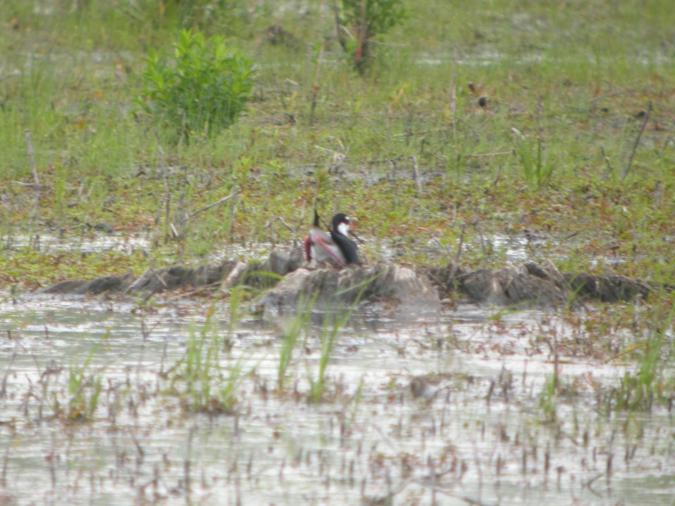 DSCN9941c Black-necked Stilt (at nest) LaSalle FWA IN 5-18-2018