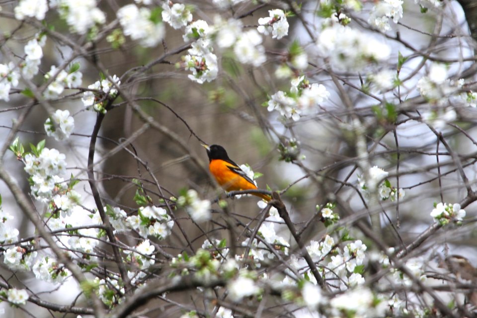 IMG 9447c Baltimore Oriole Hse Kankakee IL 5-4-2018