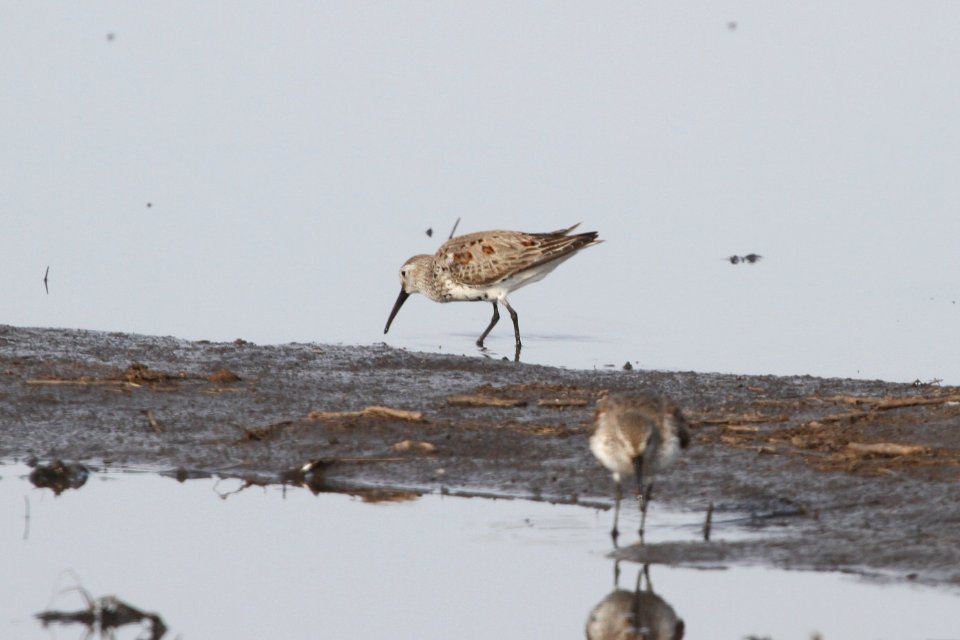 IMG 8802c Dunlin Willowhaven Area Kankakee Co IL 4-12-2018