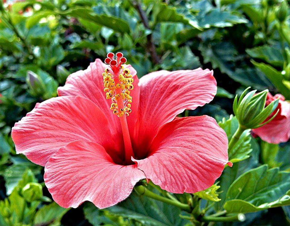 Floral nature plant