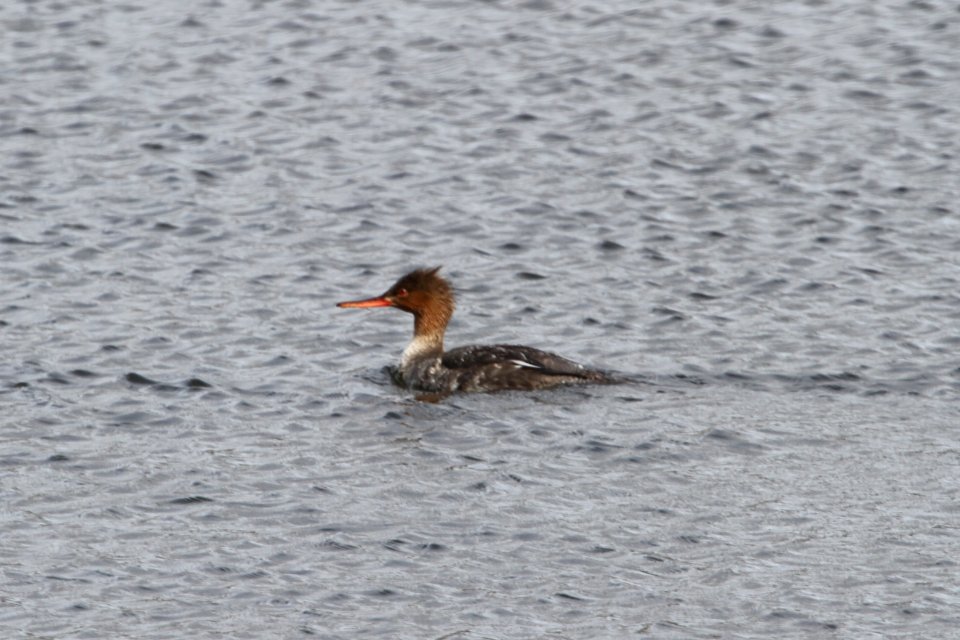 IMG 9148c RB Merganser Willow Slough FWA IN 4-23-2018