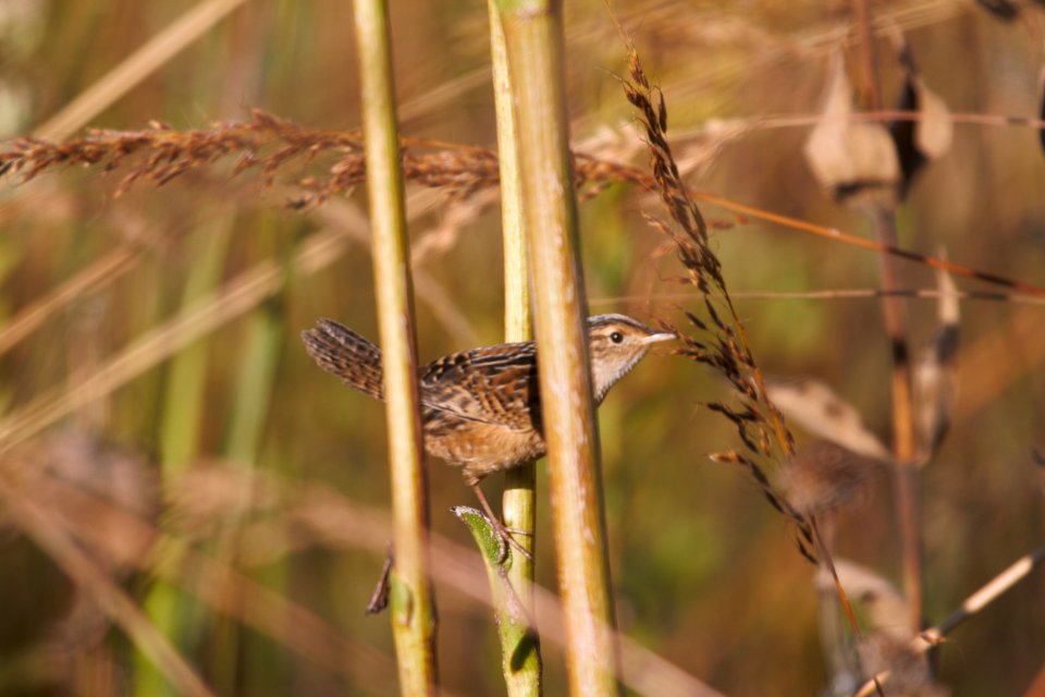 IMG 3272c Sedge Wren Perry Farm Kankakee Co IL 9-29-2017
