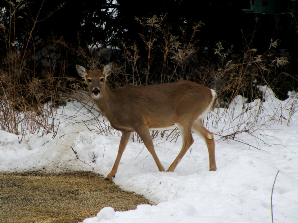 IMG 3531c White-tailed Deer Hse Kankakee IL 2-14-2018